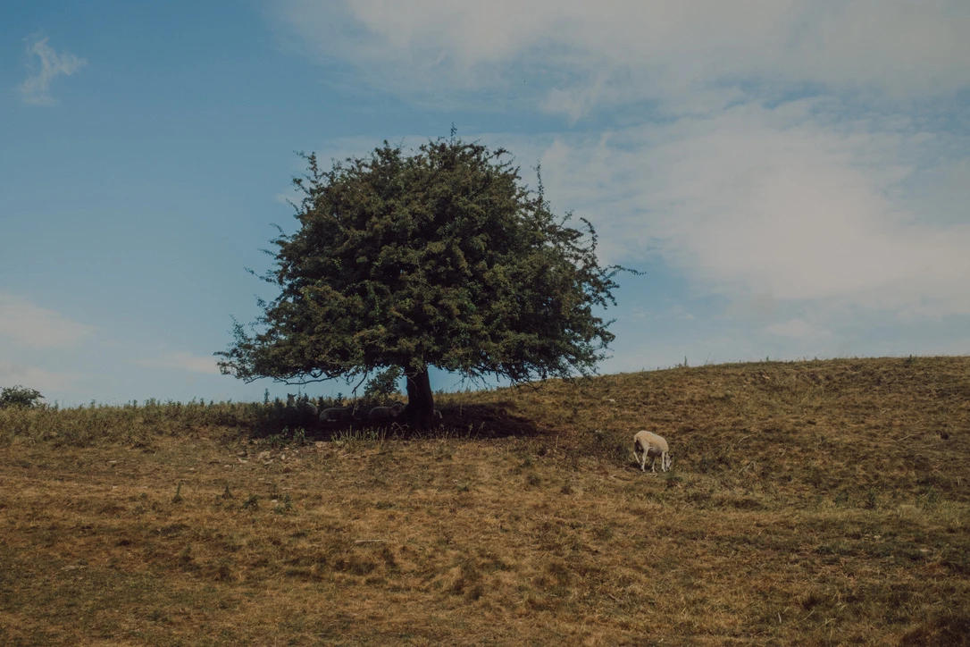 Photo of a sheep grazing near a tree.